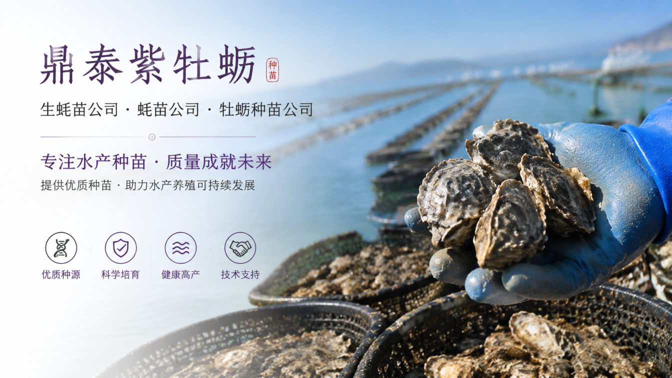 鹤壁为南北养殖场提供三倍体生蚝苗方案